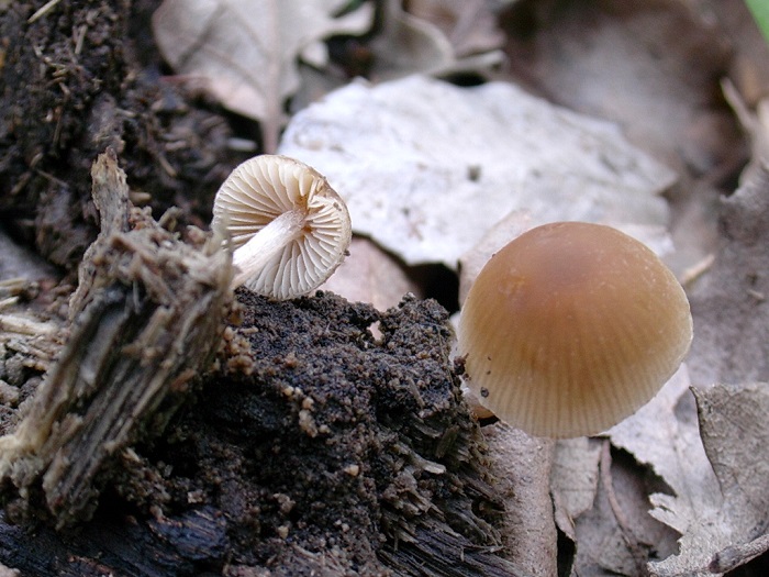 996 Aprile vecchio ritrovamento